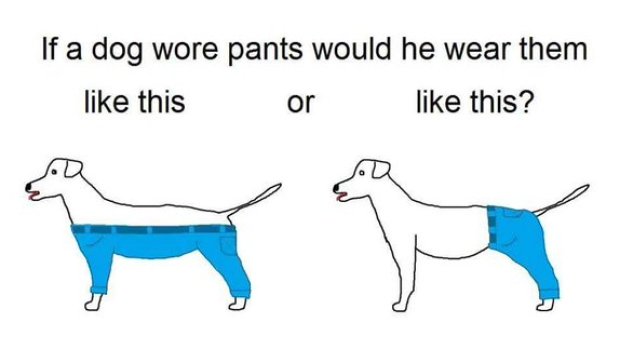 corgi wearing pants