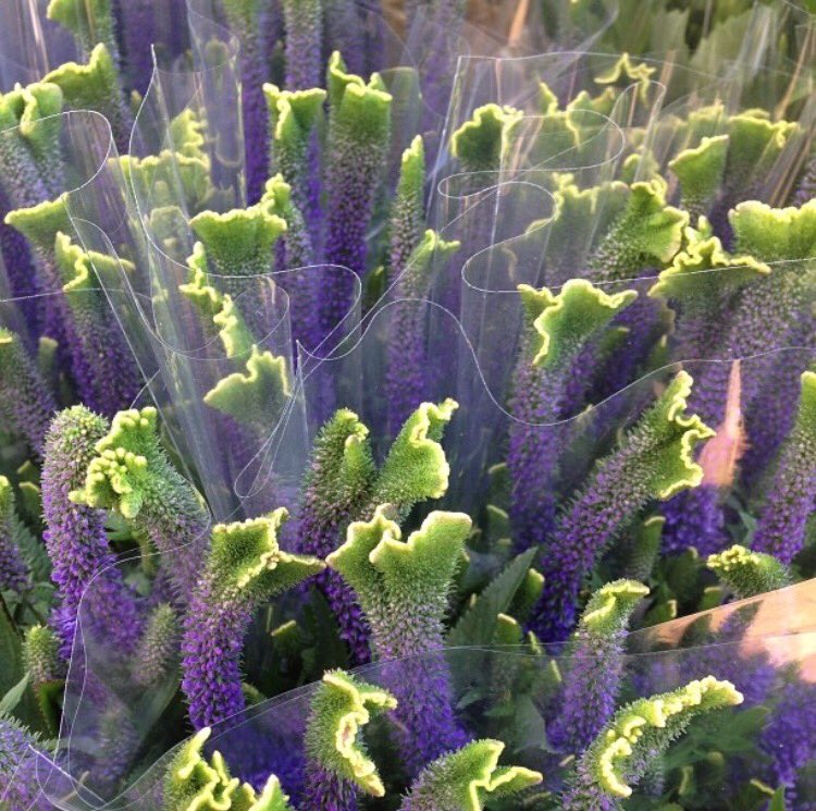 cityofsydney's tweet image. Instagrammer silvercityhighway had a great morning sampling treats at our pop-up farmers market in Sydney Park