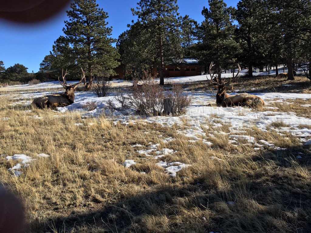 BrandonSBeaty's tweet photo. #elk #estespark #rmnp #lumpyridge https://t.co/DMxX0Ux9QT