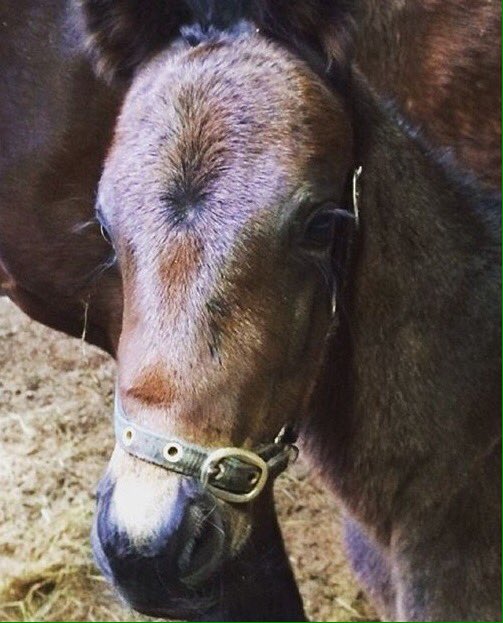 moncorge_c's tweet photo. Après la #MelbourneCup &amp; #CaulfieldCup, nouvelle fierté de Dunaden...être Papa #Foal #NewGeneration #Racingdotcom https://t.co/anmLp1j0o5