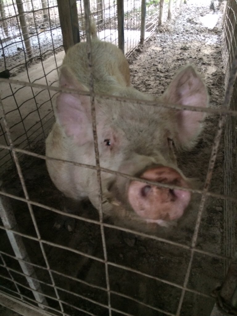 tschiebs's tweet image. Try this guy medium next time for a whole new opinion of pork! #porkchops #AEC4228