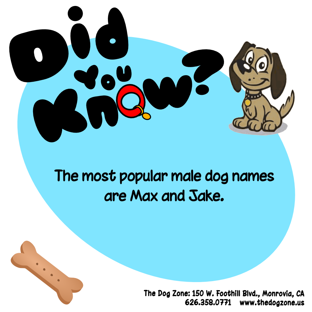 TheDogZone's tweet photo. What's in a name? https://t.co/BkKZ1sqHUR