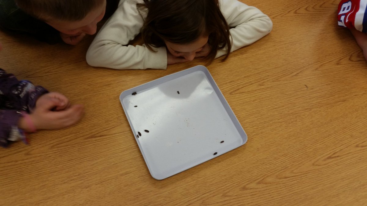mrsiredalein1st's tweet photo. Observing isopods! We could watch them all day! #rolypolyfun @gemsnet10 @jenpooreri https://t.co/mYSGIpNUn0