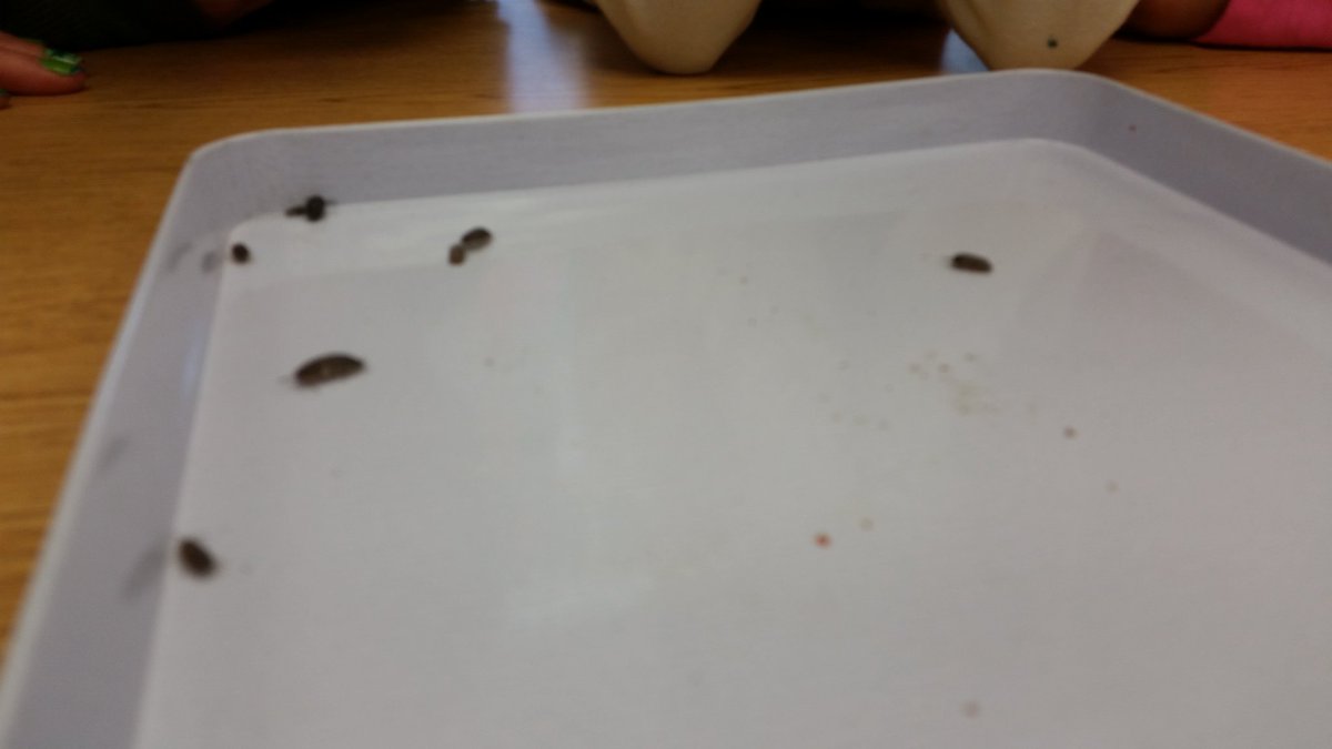 mrsiredalein1st's tweet photo. Observing isopods! We could watch them all day! #rolypolyfun @gemsnet10 @jenpooreri https://t.co/mYSGIpNUn0
