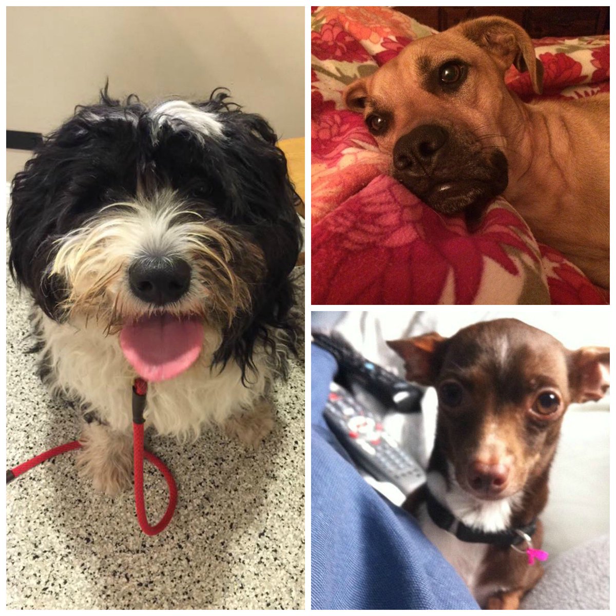 roamingwrover's tweet photo. Check out these looks of love from a few of your #DogiPack #K9ClubMembers!!! https://t.co/NHMTwnJErO