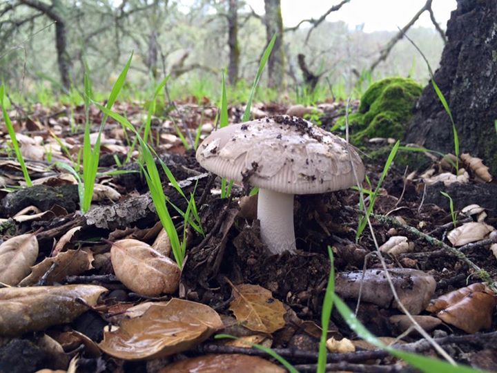 JogTog's tweet photo. Mushroom🍄 https://t.co/0ijbP3V6t0