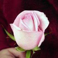 firas1976fff's tweet photo. @Kesha_MySmile https://t.co/CQnNVWLly4