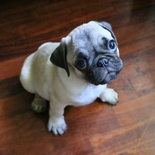 Joy_PhotoCam's tweet photo. Looking for family 
#pug #puglife #puppy #doglover #dogseller https://t.co/Q0TBDvo9r4 https://t.co/6LozntBchG