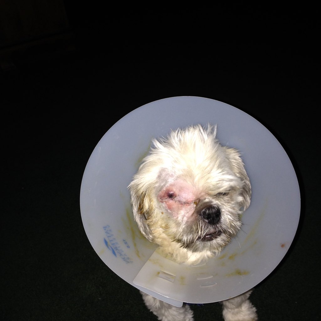 traveling_gypsy's tweet photo. Our little guy had to have his eye removed due to a serious cat scratch. https://t.co/UP9e71Ilre