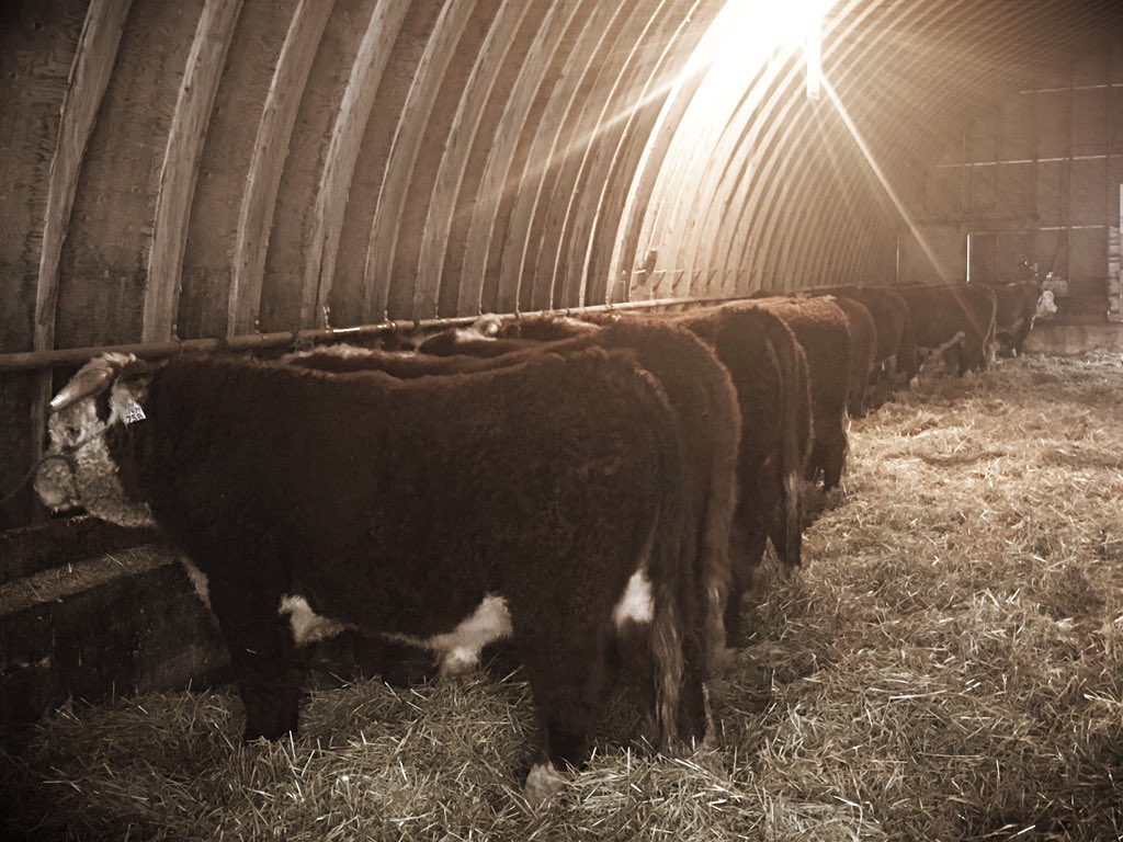 cropsncows's tweet photo. 2 weeks till the bull sale! Coffee is alway on - come for a tour!! #herefords #cdnag #lovethislife #saskherefords https://t.co/lxoK4P1PYe
