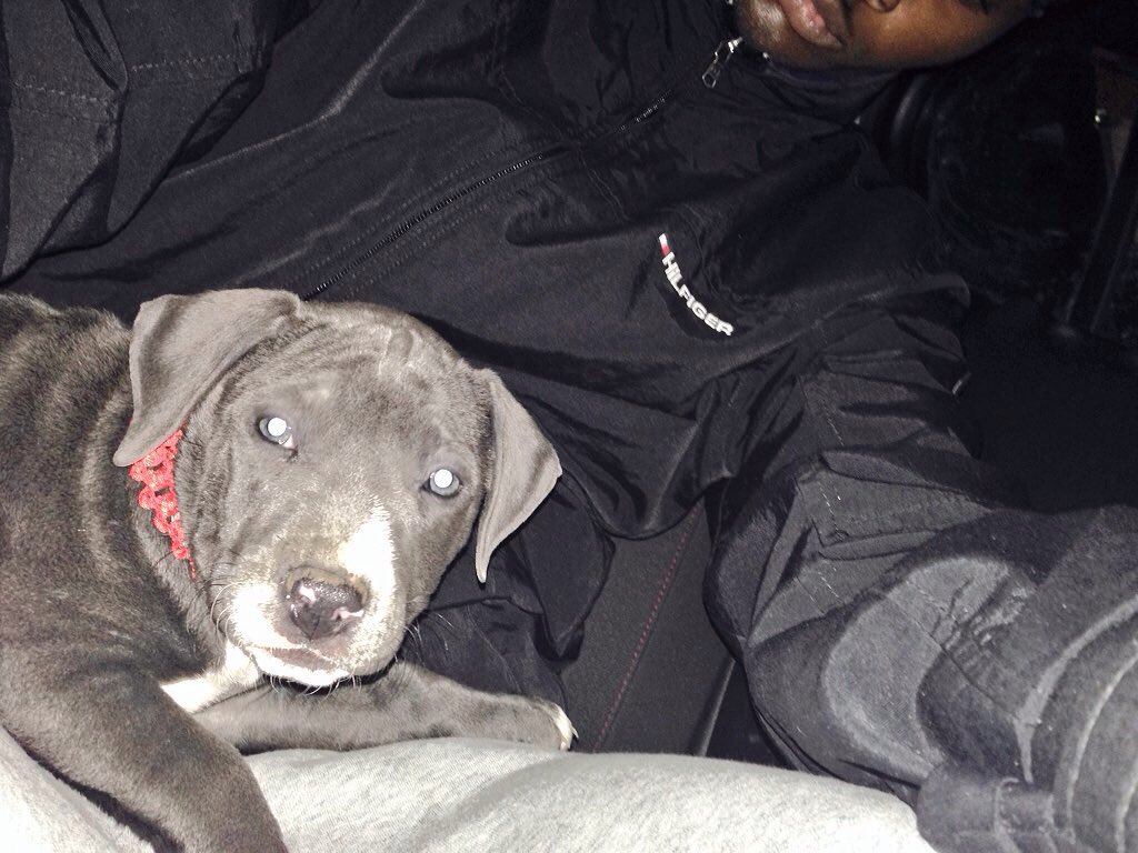 TyChasinRevenue's tweet photo. Finally got her " jazzy " 😍🐶 #ItsTimeee ! https://t.co/foiTNnwPtz