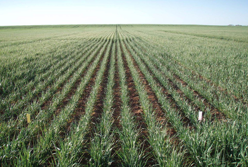 DMAg_consultant's tweet photo. Good rain in areas- reminders of summer weed control &amp; timing #crucial https://t.co/aVAAOi4Lj8