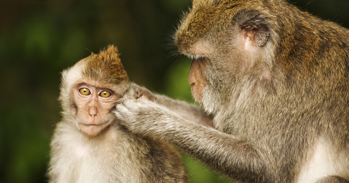GiveWConfidence's tweet photo. Chinese Scientists Engineer 'Autistic' Monkeys https://t.co/RKcBYqtnxG #impact https://t.co/9jYIHbnraC