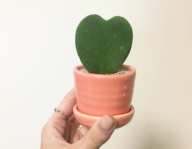 TheSill's tweet photo. Our V-Day exclusive captured by @anna_deutsch 💚💚💚 Order now for #ValentinesDay delivery. #SendALike https://t.co/pEfI4vQ9EZ