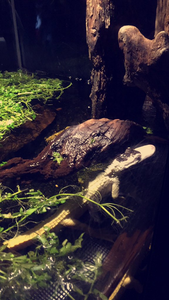 uhsra's tweet photo. Aquarium tonight🐊🐠🐢 https://t.co/eFyNE8IL3p
