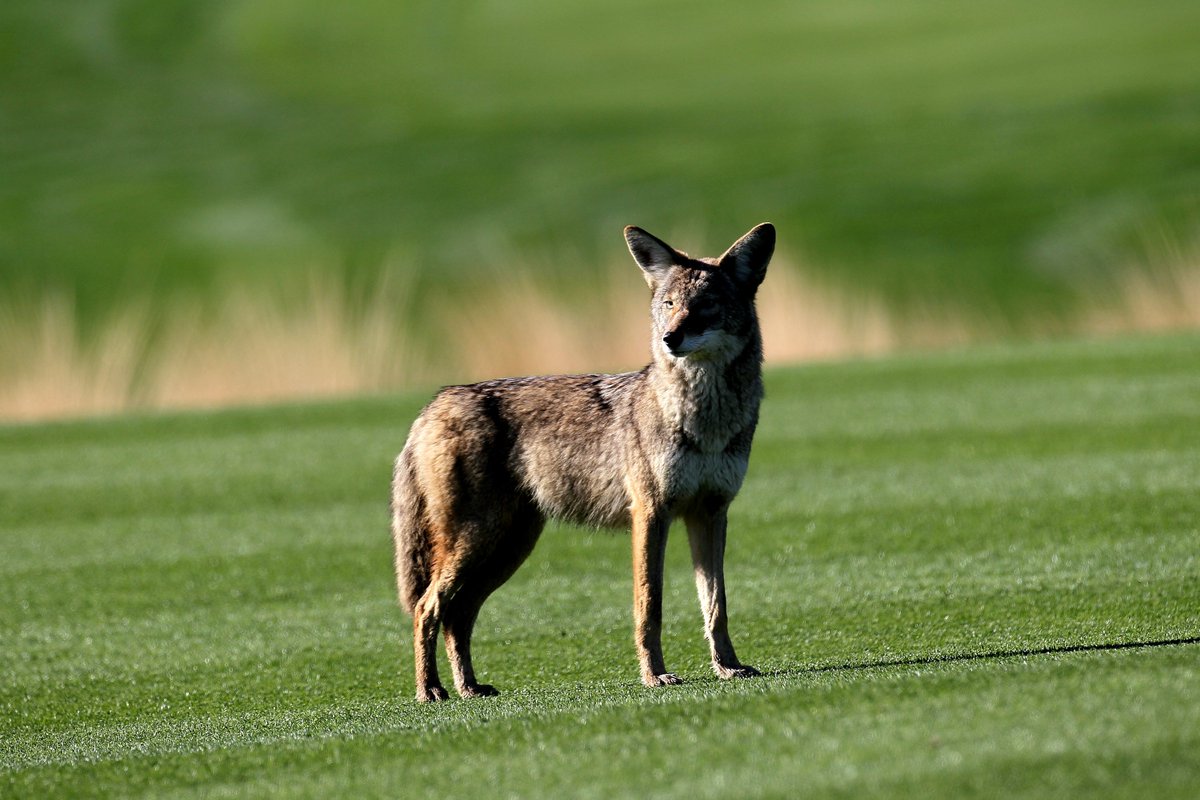 620wtmj's tweet image. VIDEO: @janematenaer&apos;s #FunBlog reveals how to keep coyotes away! on.wtmj.com/1JIVYGA