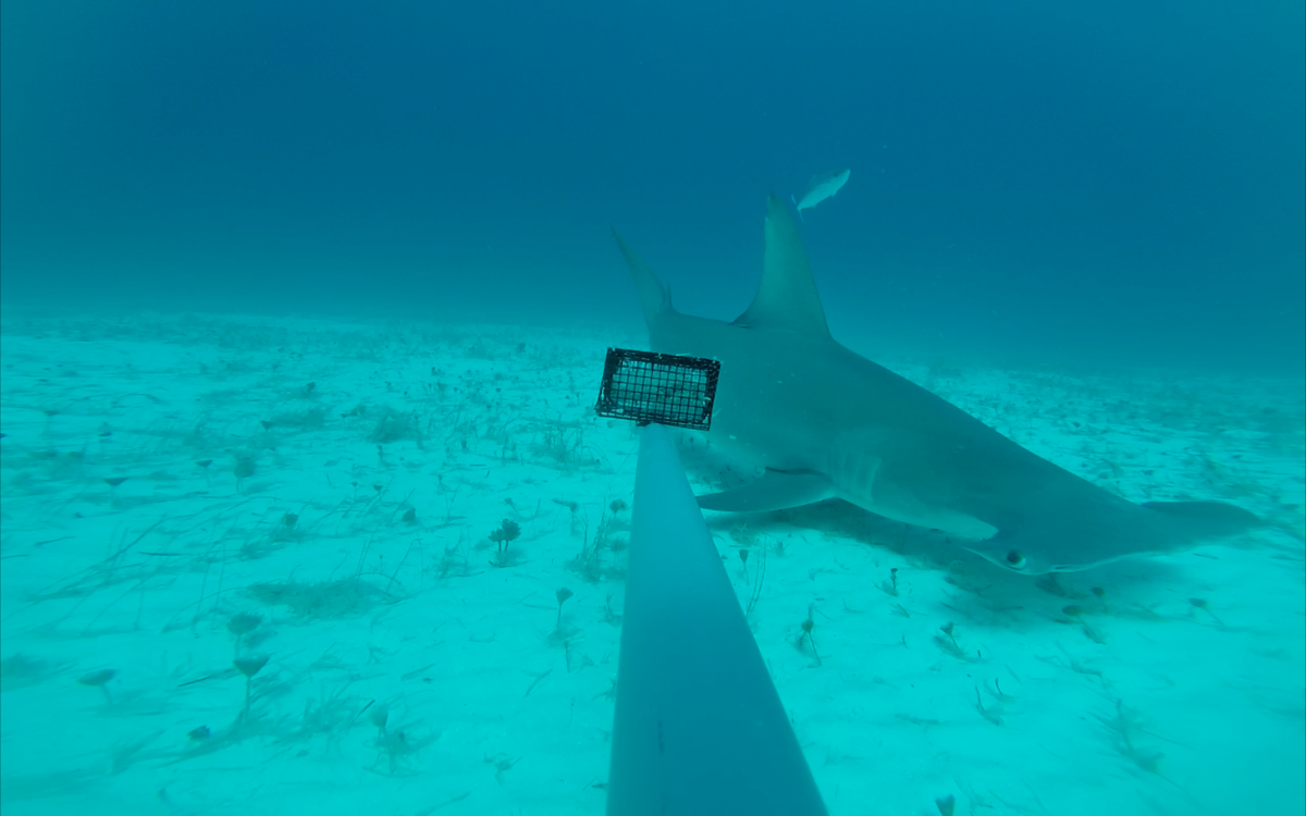 CORE_Science3's tweet photo. #hammerhead on the south side of #Nassau @OllieShipley @edd_brooks @globalfinprint https://t.co/LZhguCSbPK