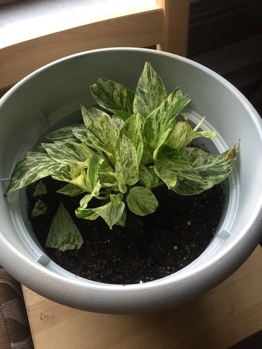 Pro tip to pet owners: this plant, Devil's Ivy, is poisonous to your pets. Dagny & I just found out the