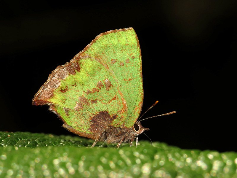 MariposaBT's tweet photo. #BugOfTheDay from Guango Lodge, E. Ecuador: Cyanophrys banosensis. Day 1 of a 21-day trip - stay tuned for more! https://t.co/TjxcK4M4mi