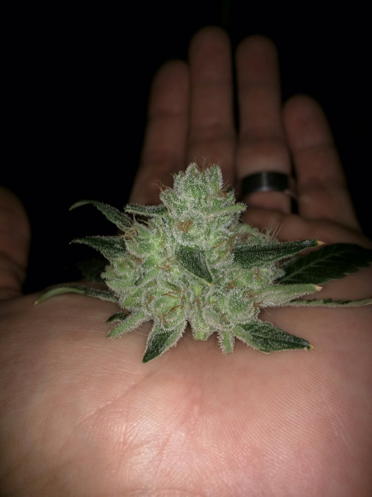 uckingNutz's tweet photo. #420Global #420PlantLife @420plantlife @420Global https://t.co/ufsZRZ8IFp