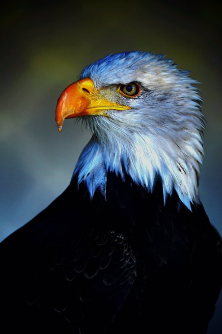 ハクトウワシのtwitterイラスト検索結果