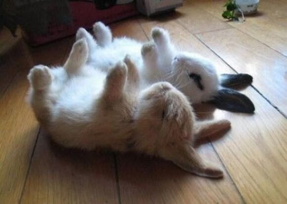 nisakidcat's tweet image. How I feel about Fridays

#sassybunnies #dailybunnies #tgif #cutebunnies
