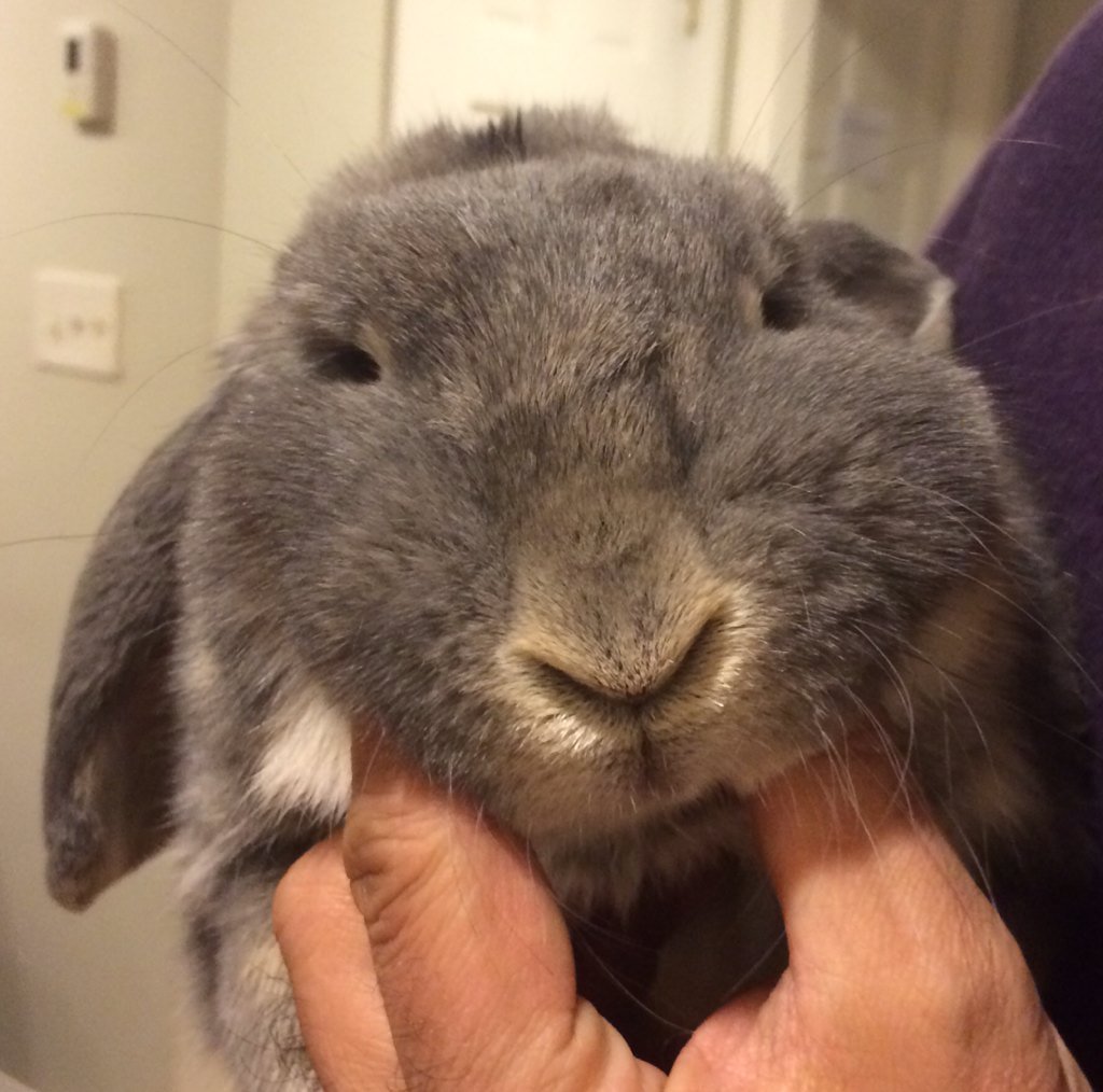 cayala40's tweet photo. #SmileWithBonMe Emily, our rabbit, smiles for Asian Task Force Against Domestic Violence https://t.co/cAR07AMRBN