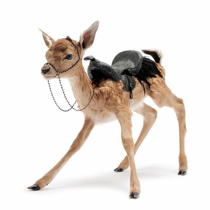 Beautiful taxidermy sculpture by <a href="/juliadeville/">Julia deVille</a> . Julia is a new member of the beinArt Coll… ift.tt/1ZXzpzR