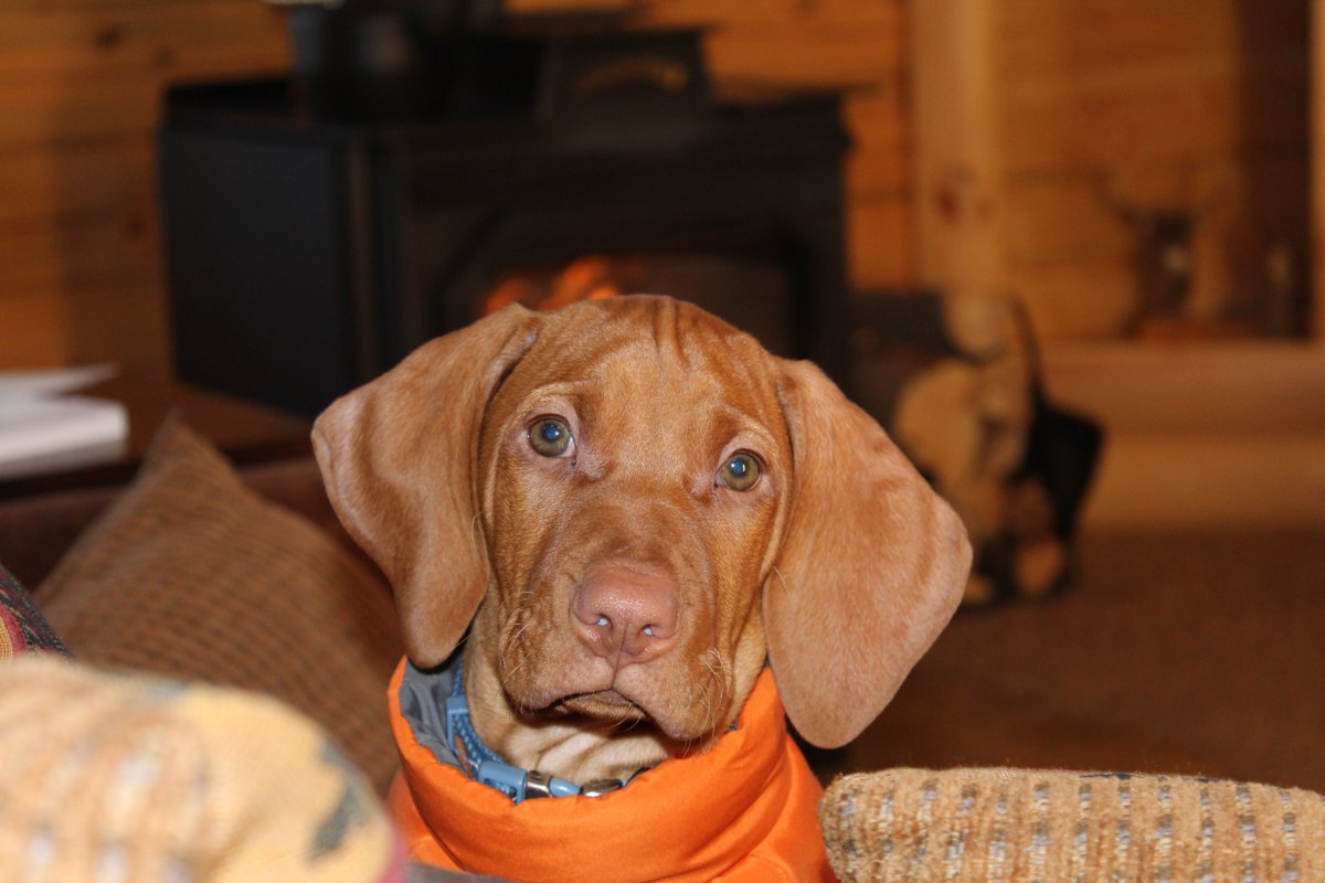 garretrock's tweet photo. Cute puppy picture time. https://t.co/jr58h2cVqv