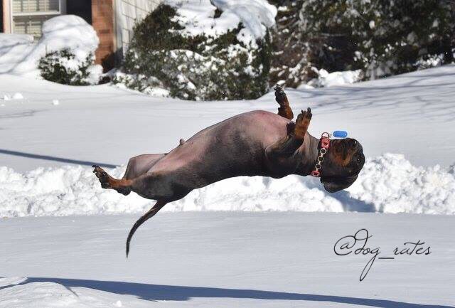 dog_rates's tweet image. This is Wally. He's being abducted by aliens. 10/10 poor pupper