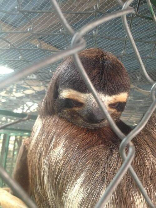 espresso_roe's tweet photo. Hey there big boy! #sluth @savmmiller https://t.co/dlEeso4Y8D