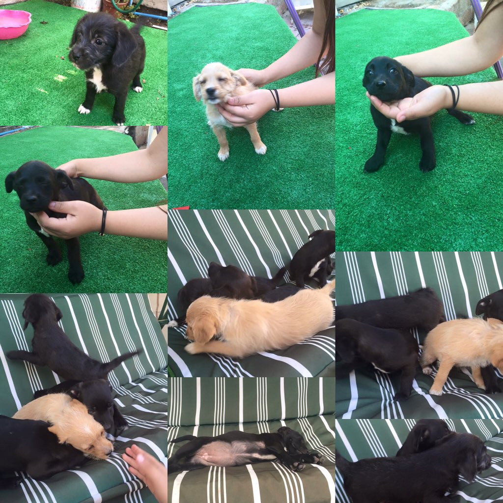 Naatybeelen's tweet photo. CACHORRITAS Buscan un hogar 🐶🐾 #SEREGALAN porfa compartan para que estas pequeñas encuentren un dueño 😍💕 https://t.co/GU0Ev6otgG