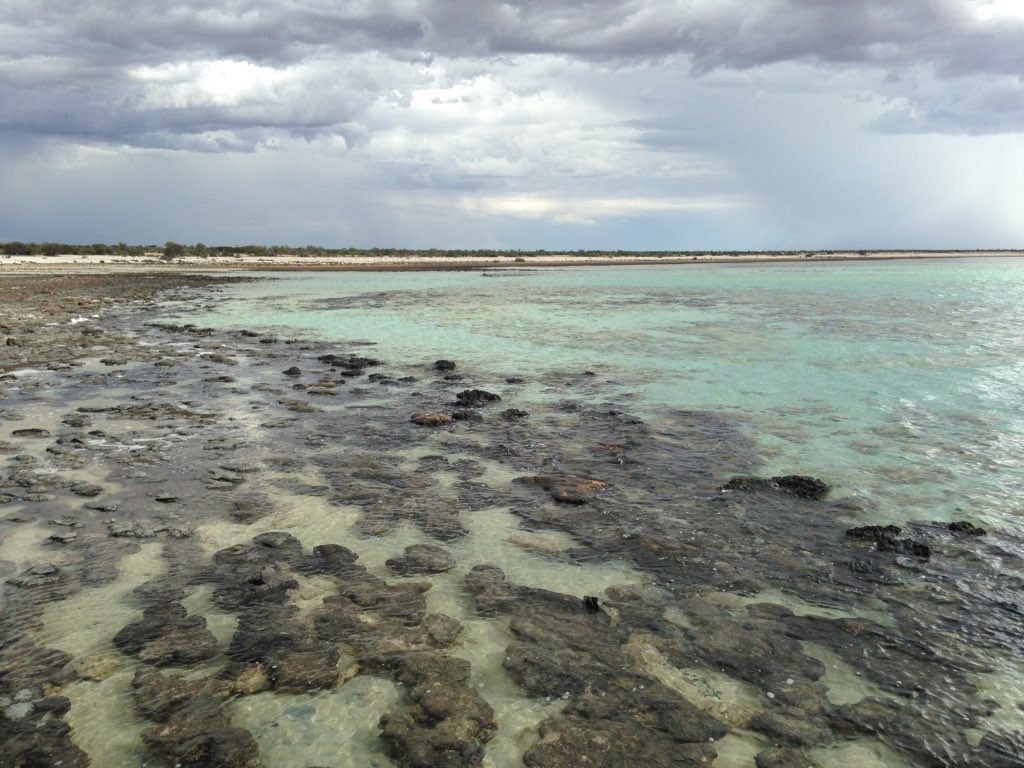 shark bay