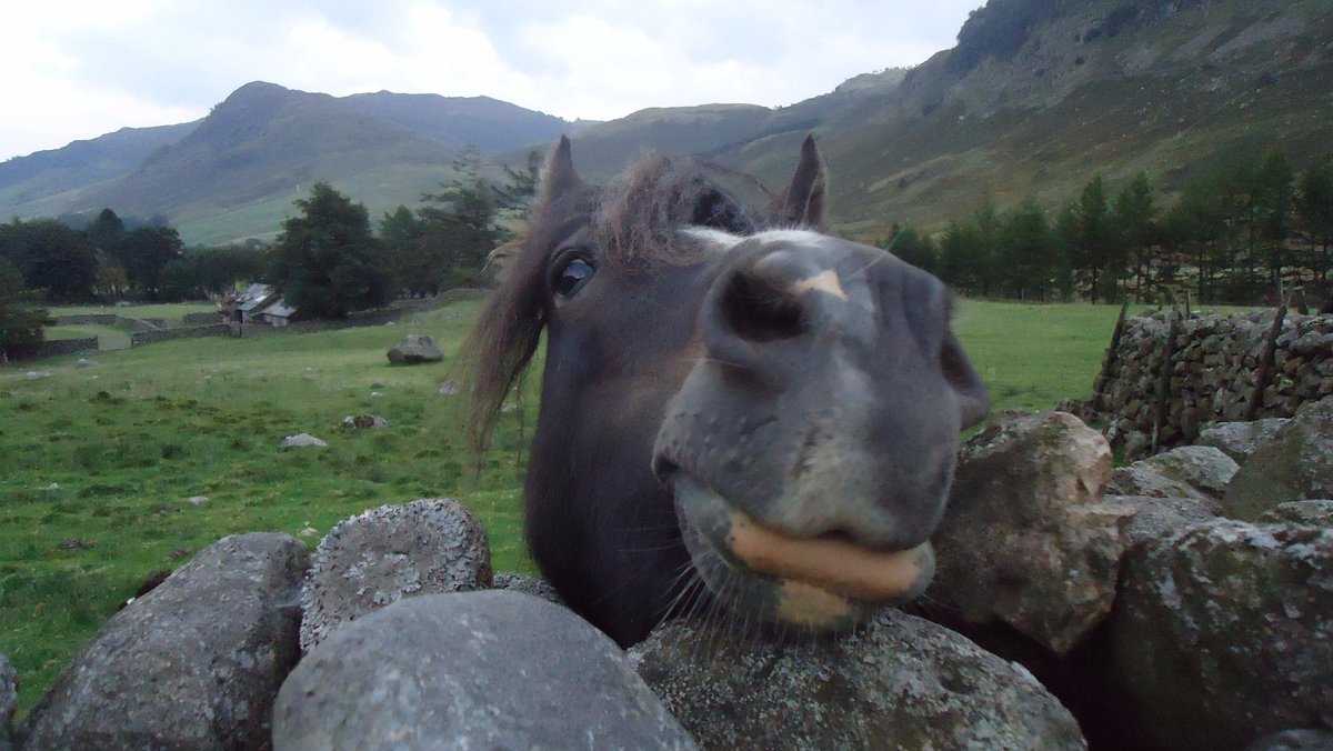 Off to Langdale today on National Trust Fix the Fells duty a bit windy this morning should be fun! <a href="/CumbriaWeather/">ᴄᴜᴍʙʀɪᴀ ᴡᴇᴀᴛʜᴇʀ</a>