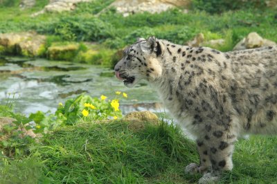 jpcbopenaccess's tweet photo. #Endangered #Snow #leopards spotted in Sikkim, India. Let us save it from Poachers.|#OMICS https://t.co/aWOQsSq2tm