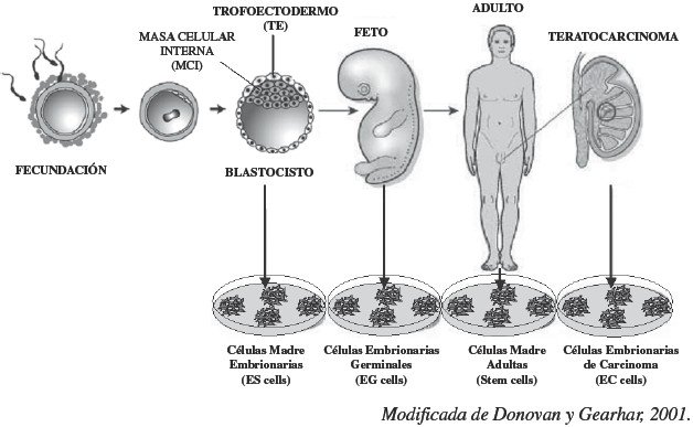JonCorralKZ's tweet photo. #zelulaenbrionarioak #genetika #bioteknologia https://t.co/4diXS7Fbhc