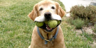 craypetz's tweet photo. Patient #Dog Does Snack Time In An Orderly Manner https://t.co/4KwUt3J2ln #doglover #cuteanimals https://t.co/Lo4LbjBbiF