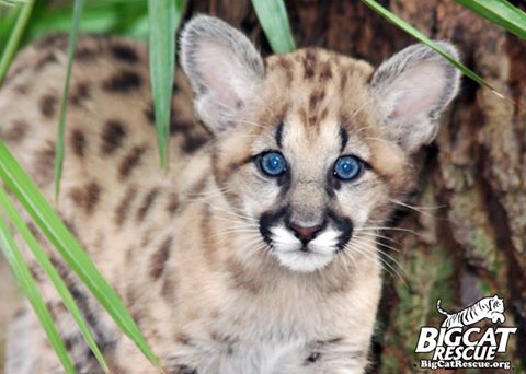 PANFRO_2016's tweet photo. #animals #forest 
How much is a cute!🐯 https://t.co/pDCtS7R0pk