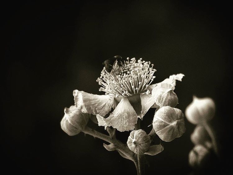 Juno_photo1978's tweet photo. https://t.co/Ble2K5KBN4 juno_photo #monochrome #bw #blackandwhite #junophoto.wix.com #junophoto #flowers #macro https://t.co/D6EK5kA3aK