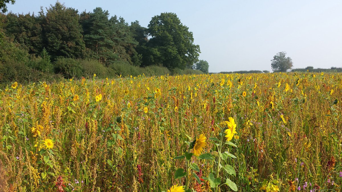 Gameandwildlife's tweet photo. By @farmingUK: Count on Bees‘n’Seeds to increase farmland bird numbers https://t.co/4RHH7BGDXZ @SyngentaUK https://t.co/1Fcb8TZ2o2