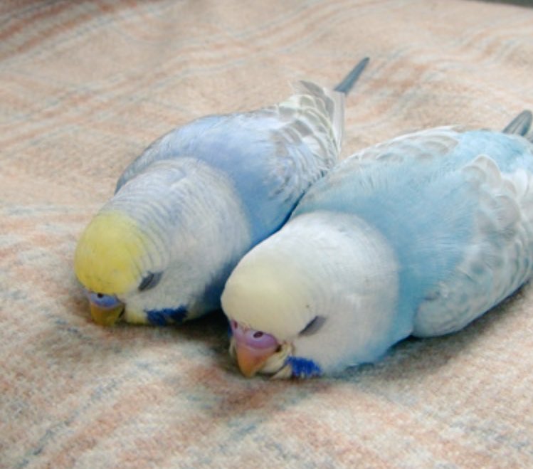 セキセイインコ画像bot♡ (@budgergars_) / Posts / X