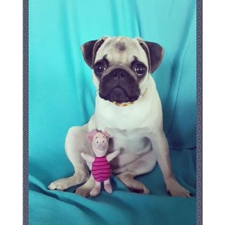 Joy_PhotoCam's tweet photo. #pug #cute #princess #smallpig #pugpig #:D #thebestpug #puglife https://t.co/FdZMp47jCc https://t.co/x9zFETffch