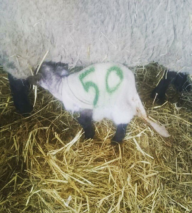 Lonelyshepherd6's tweet photo. Check out my new coat. #adoption #lambing #suffolksheep #sheep365 https://t.co/jYzUW9rnvw