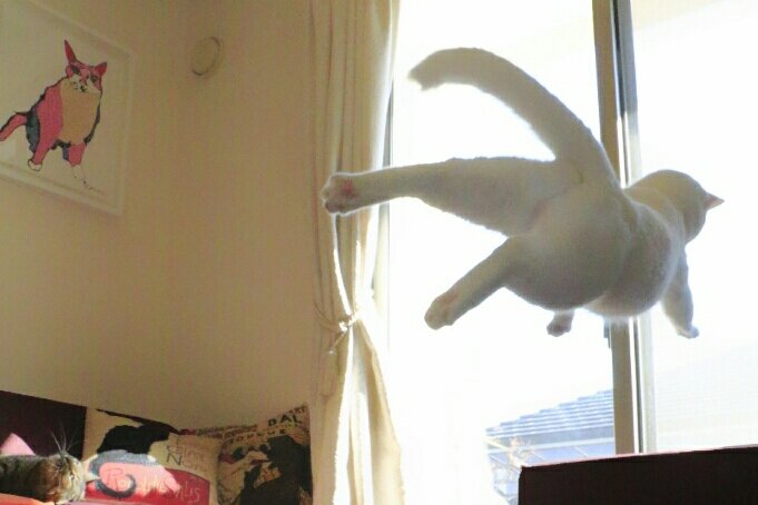 ミルコの飛んでる瞬間撮れた！」嬉しくて主人に写真見せると「いいケツ