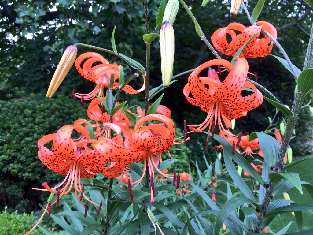 Beautiful Liliums at Merry Garth garden. The Blue Mountains is home to some of Australia's best gardens