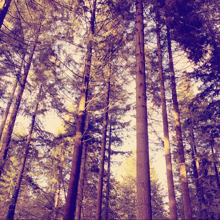 shelley_lock's tweet photo. Lovely week @CenterParcsUK with the family, don't want to go home 😞 #timeout #relax #forest #centerparcslongleat https://t.co/YA14on90sX
