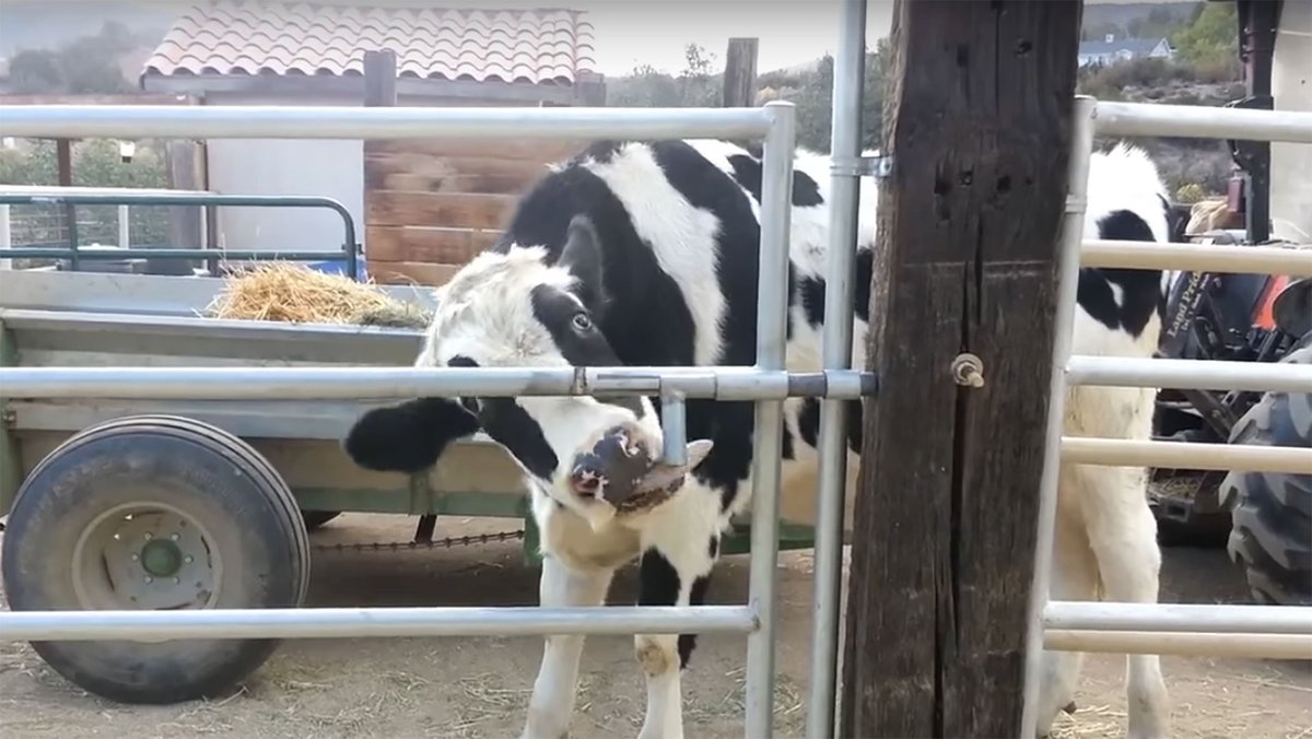 mashable's tweet image. Crafty cow figures out how to open a gate on.mash.to/1KJugUX