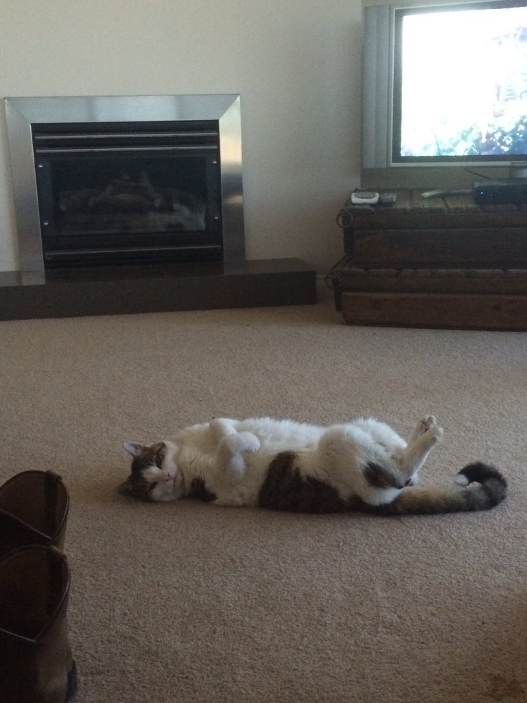 @Razmus29 all dandy here :)Grumpy Grandma (aka Muggles the 17 yr old cat)is enjoying Friday night in front if the tv