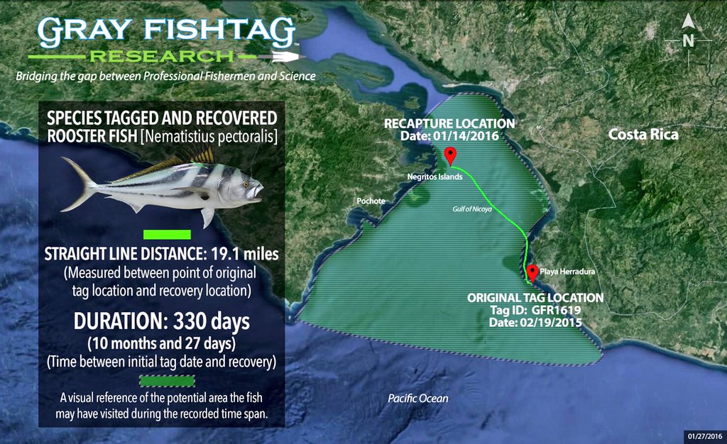 grayfishtag's tweet photo. #TagRecovery Roosterfish recaptured after 330 days. Tagged from @Lossuenosresort
#AFTCO #grayfishtag #TagAFish https://t.co/MjDySJDHvG