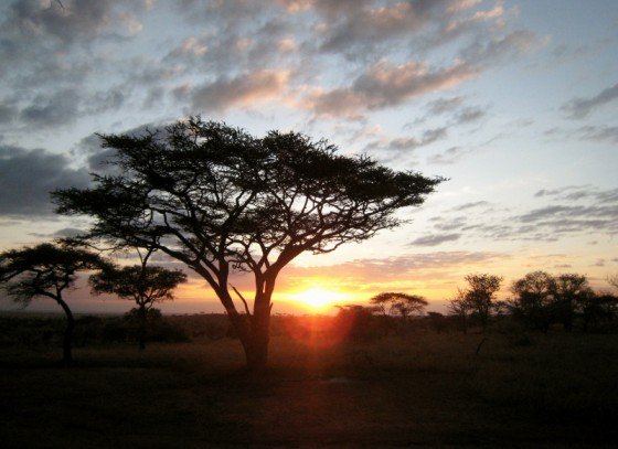 Udare_es's tweet photo. "Acacias y gigantes baobabs salpican el camino" descubre "Sueño con África" de @AlonsoMbel https://t.co/9xZr9yRKLM https://t.co/IRSpZDjNzK
